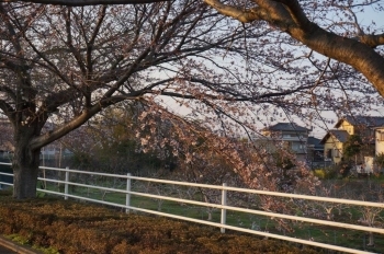 桜並木が長いので満開は見ものです。