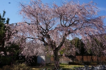 満開の桜！見事です♪（イトーヨーカドーさん西側）