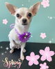 「可愛い子ちゃん♡ Dog salon mofu mofu余市町」