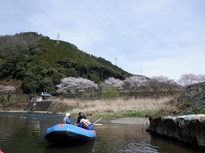 川辺の桜が満開です「桜が綺麗ですよ～。春ですよ～！」