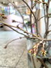 桜の蕾が膨らんできました♡「春メガネ、色々・・・」