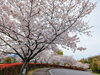 「【西条市 小松町新屋敷】小松中央公園の桜が咲いています！」