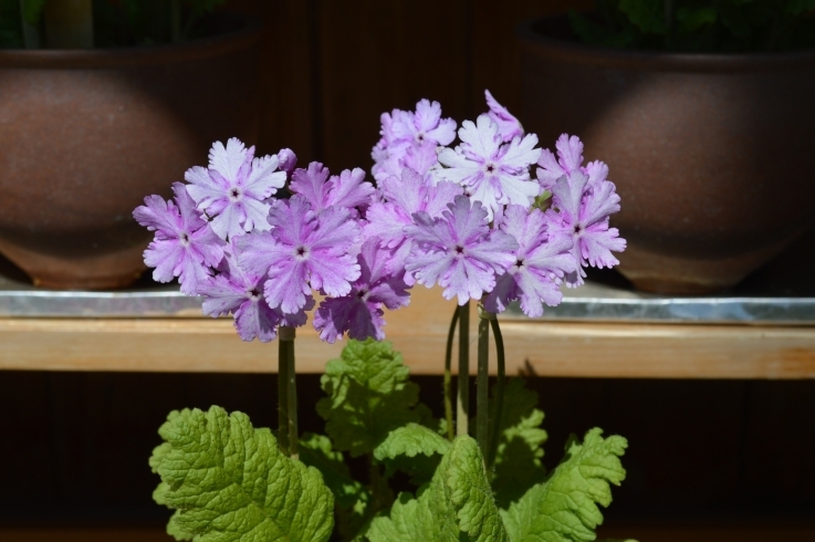 サクラソウ写真「日本桜草展」