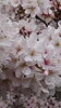 満開の桜「桜」