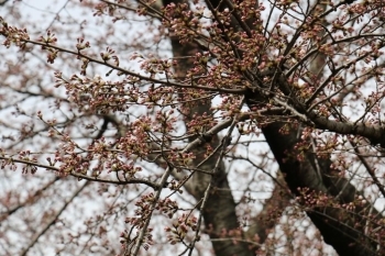 運河の桜はまだ蕾。