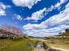 知人が送ってくれた桜並木です。「新年度が、始まって…」