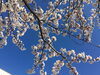 「桜」