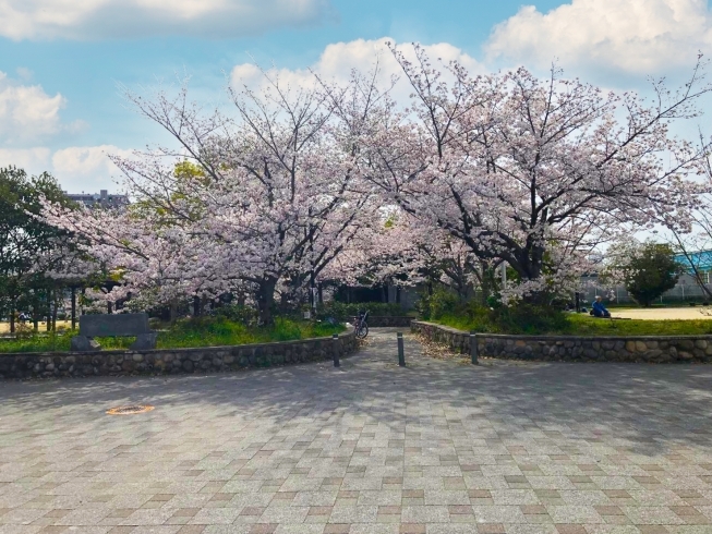 大新公園内の桜の様子「大新公園の桜が見頃です！」