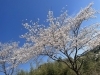 桜「4月店休日のお知らせ」