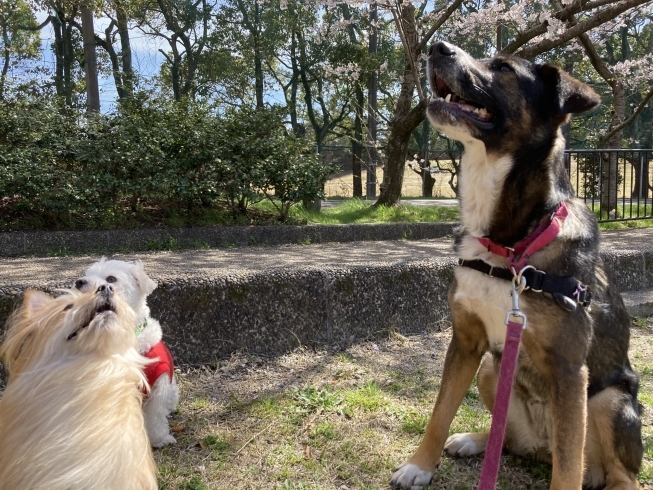 「予防の春がやってきました」