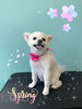 「可愛い子ちゃん♡ Dog salon mofu mofu余市町」