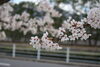 「桜！！」