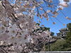 満開です！「花見」