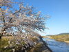 「【西条市 丹原町来見】ふれあい桜公園の桜を見に行きました！」