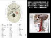 頭蓋骨と血管「【リハビリ】肩こりと呼吸」