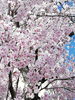 「近所の桜が満開♪(*´∀｀*)」
