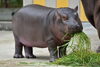 「カバの「まんぷく」1歳誕生会を実施します。」