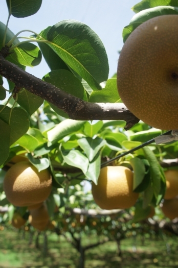 研究会などで、梨の栽培方法なども勉強しています。「井戸梨園」