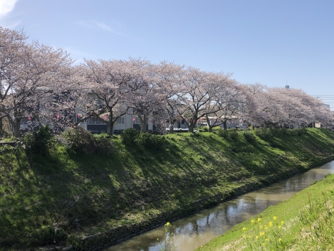桜咲いてます！！「桜咲いてますよ！！【茂原ショッピングプラザアスモの隣りにある外房エリア唯一の総合住宅展示場】」