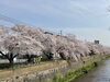 四条天神川付近「桜が満開!【費用負担の少ない高齢者施設 右京区 ラポールしらゆきの森】」
