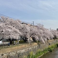 桜が満開！【費用負担の少ない高齢者施設　右京区　ラポールしらゆきの森】