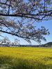 綺麗「桜が満開ですね！私は花粉症(^_^;)くしゃみしかながらお花見してます。Luana hula studio橿原市フラダンス教室、チェアヨガ教室」