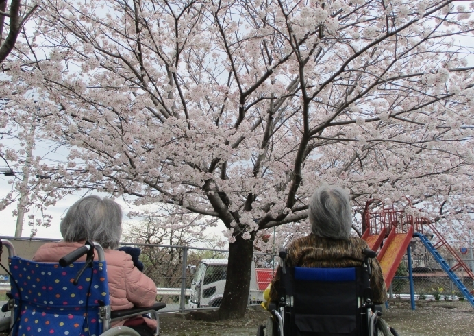 「☆満開の桜の下でお花見☆」