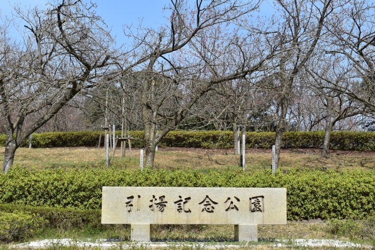 八重桜「引揚記念公園　桜情報」