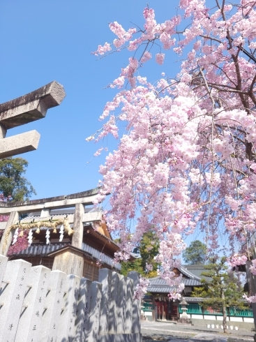 近所の神社も枝下が綺麗でした❗「桜満開(*^^*)《西京区　上田とうふ　桜　満開》」