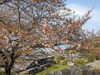 「【西条市 小松町明穂】曹洞宗 金龍山 興雲寺さんの葉桜」