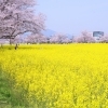 ぎりぎり間に合う藤原宮跡の菜の花と桜　まいぷれ橿原編集部見てきました！