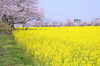 藤原宮跡の菜の花と桜「ぎりぎり間に合う藤原宮跡の菜の花と桜　まいぷれ橿原編集部見てきました！」
