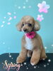 「可愛い子ちゃん♡ Dog salon mofu mofu余市町」