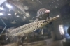 古代魚ガー「その数なんと数百種類！？メダカの世界と、話題の「パンダメダカ」」