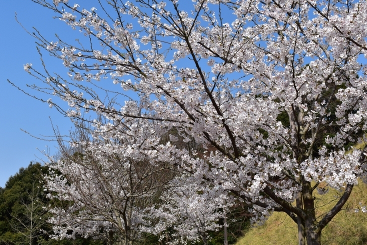 「ソメイヨシノ　見頃迎えています」