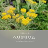 お花見シーズン、飲みすぎてませんか？「二日酔いに！ヘリクリサム」