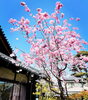 「茶房の小庭の枝垂れ桜が満開です。」