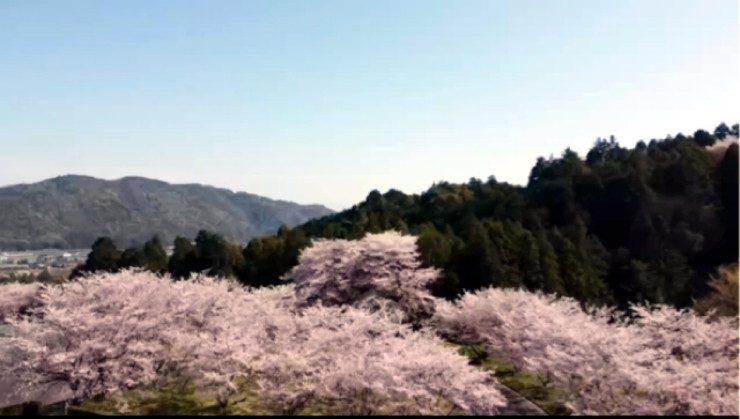 桜が綺麗でした✨「ドローンを使って撮影しました。」