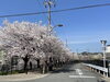 「桜情報　右京ふれあい文化会館【右京区の情報ならまいぷれ右京区】」