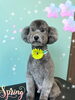 「可愛い子ちゃん♡ Dog salon mofu mofu余市町」
