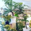 「【絵になる観葉植物、良きゴム入荷】」