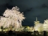 東寺の桜「桜【京都市南区・京都テルサ・ジム・プール・こども・駐車場完備】」