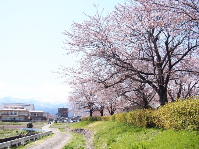 桜づつみ公園「４月９日はしんきゅうの日」
