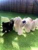ぎんちゃんとＹｕＹｕ＆ＫｕＫｕ♡「ティーカップ・プードルbaby ʕ•ᴥ•ʔ」