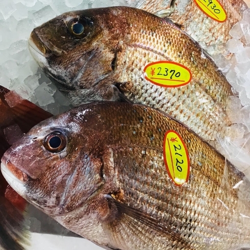 「魚魚市場鮮魚コーナーおすすめは「赤マテ貝・サバ」です♪」