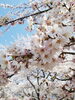 「舟川べりで花見(*´ω｀*)」