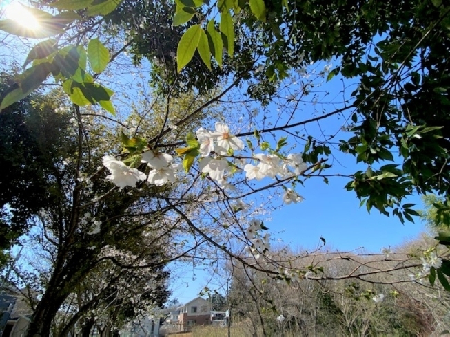 分譲地内の所々に春の訪れを感じることができます「「常磐の杜」で感じる”春”を体感してみてください！」