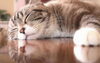 「猫！10匹くらい入ってるわねー」
