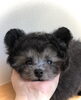 ３ヵ月齢のころ　ʕ•ᴥ•ʔ「ご家族決まりました　^ - ^」