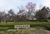桜「舞鶴引揚記念館　桜情報」
